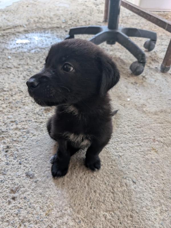 🌸🐾💖Prugna, Splendida Cucciola Cerca Famiglia 